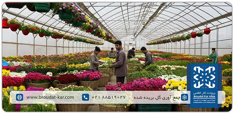 Collection and sorting of cut flower stems by personnel.