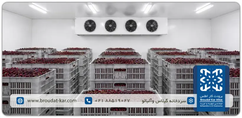 Specialized cold storage room for cherries and sour cherries with uniform cooling system