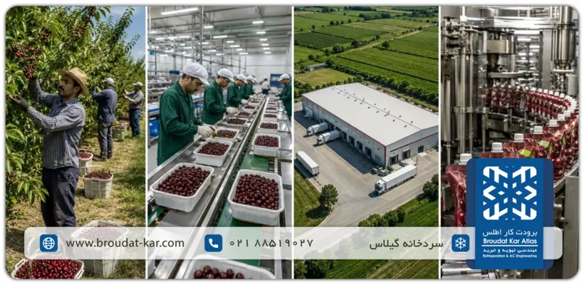 Cherry harvesting, packaging, and industrial cold storage process