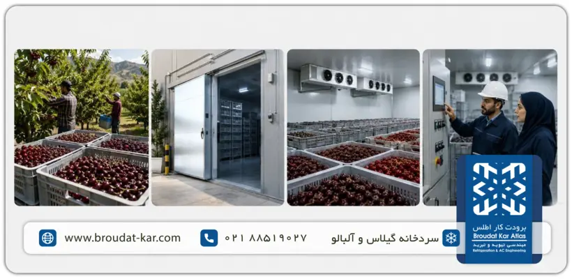 Cherry and sour cherry storage process from harvest to quality control and cold room operation