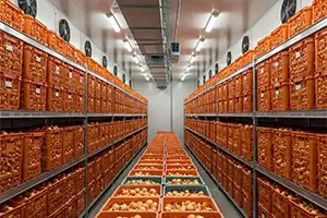Onion-Cold-Storage