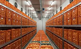 سردخانه پیاز